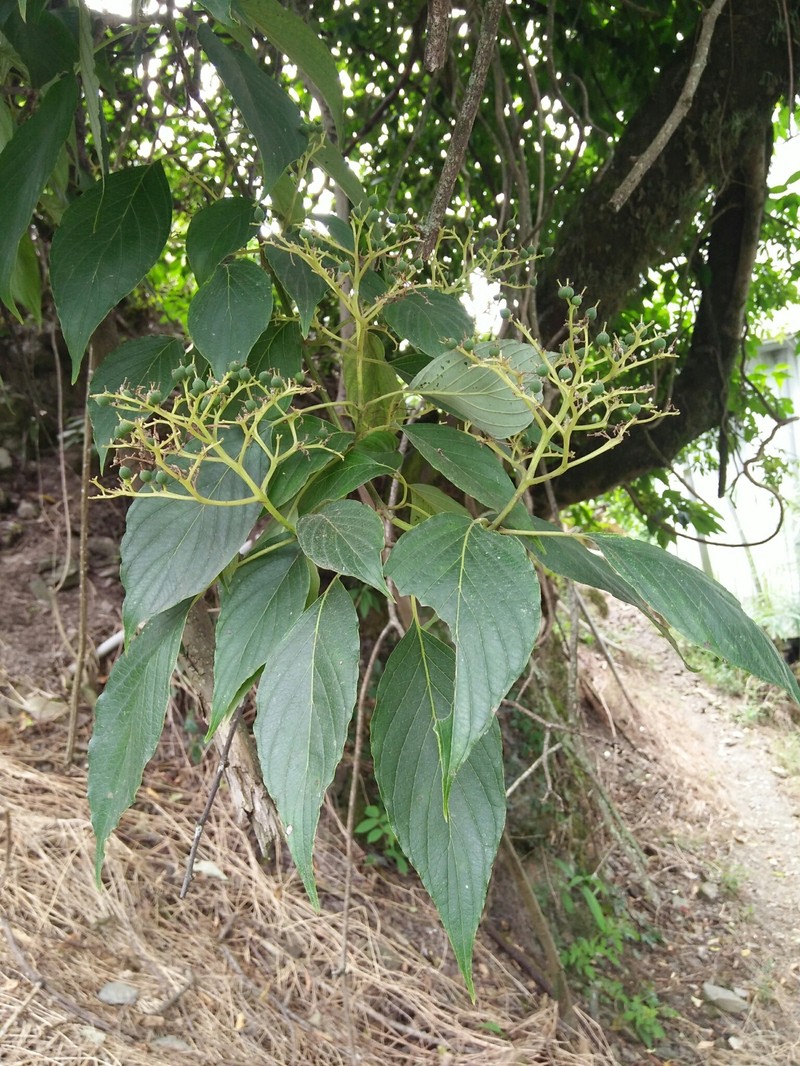 Cornus macrophylla var. macrophylla photo 5