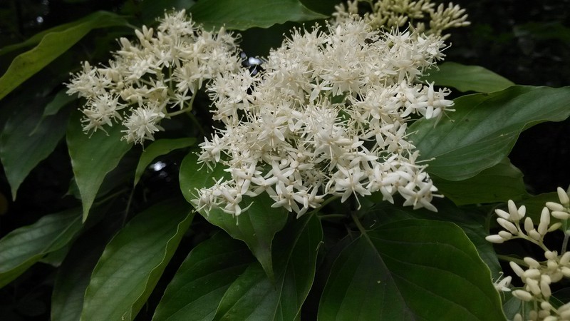 Cornus macrophylla var. macrophylla photo 6
