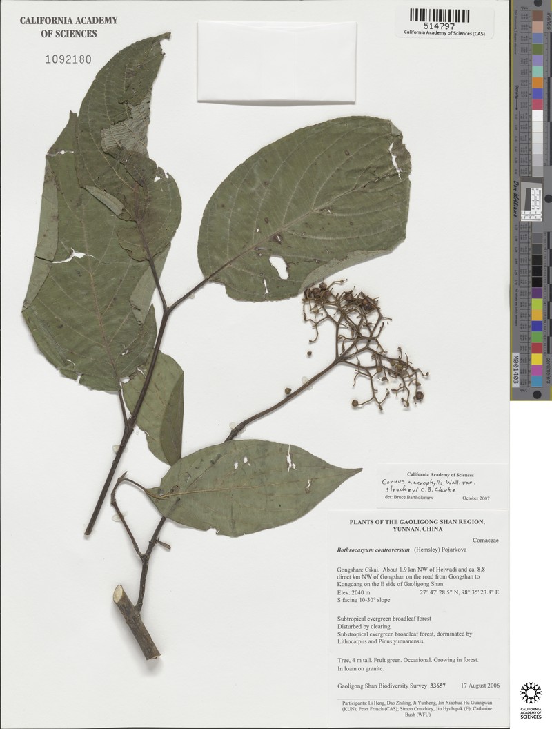 Cornus macrophylla var. stracheyi