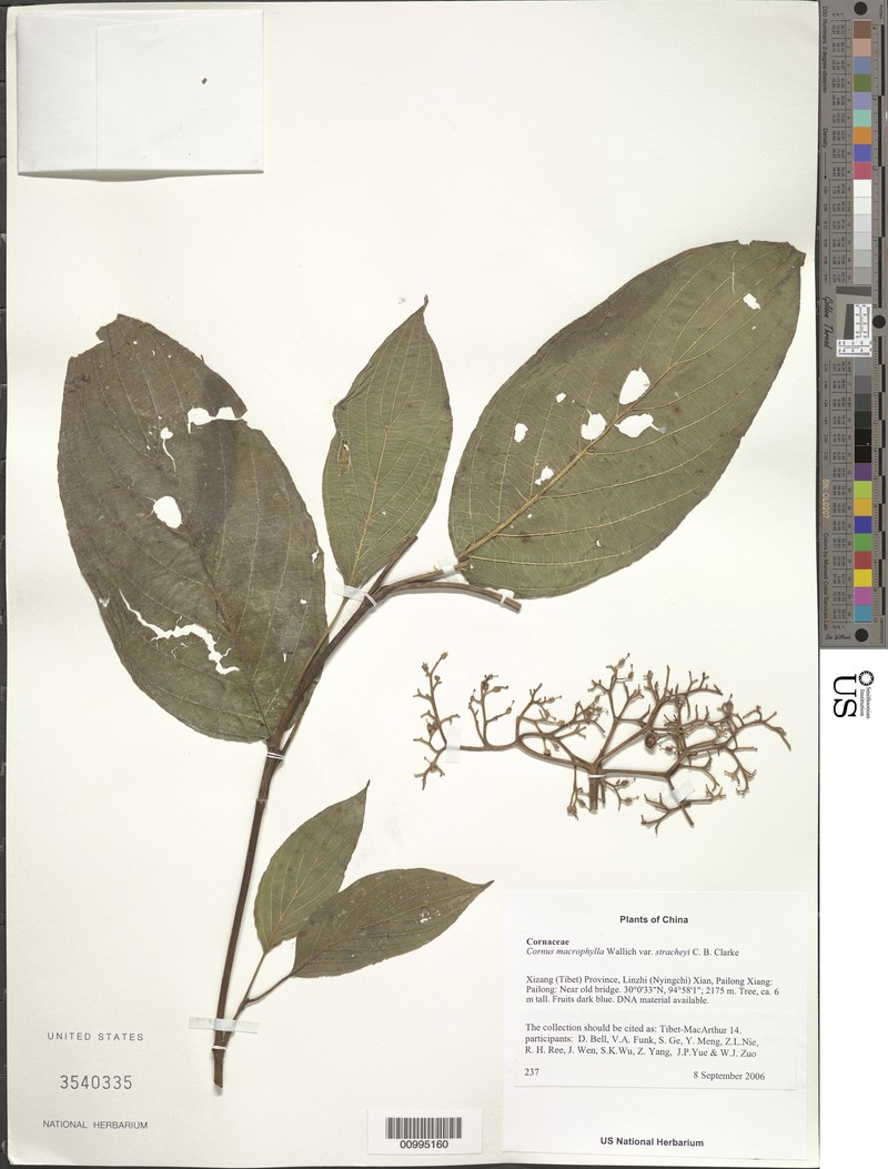 Cornus macrophylla var. stracheyi photo 2