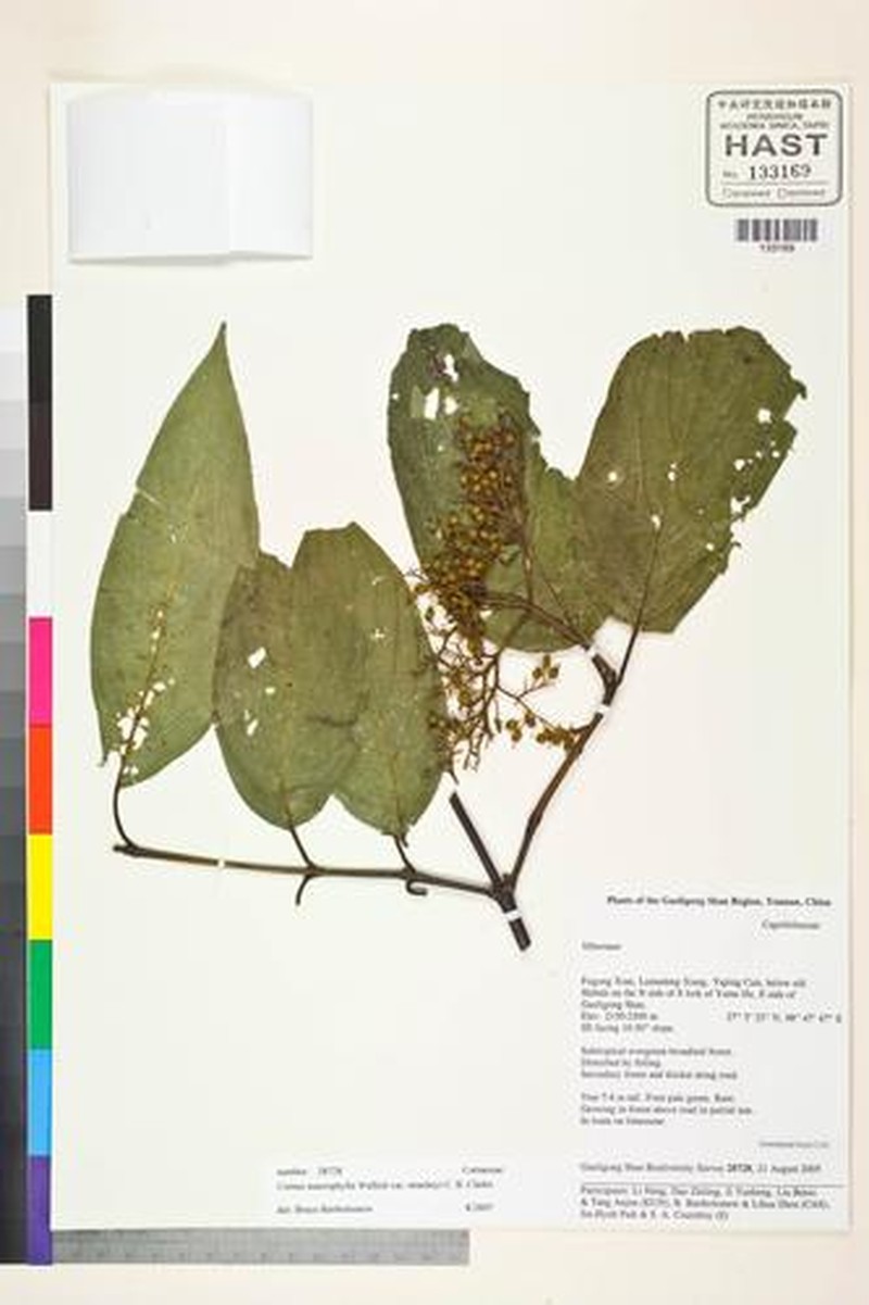 Cornus macrophylla var. stracheyi photo 3