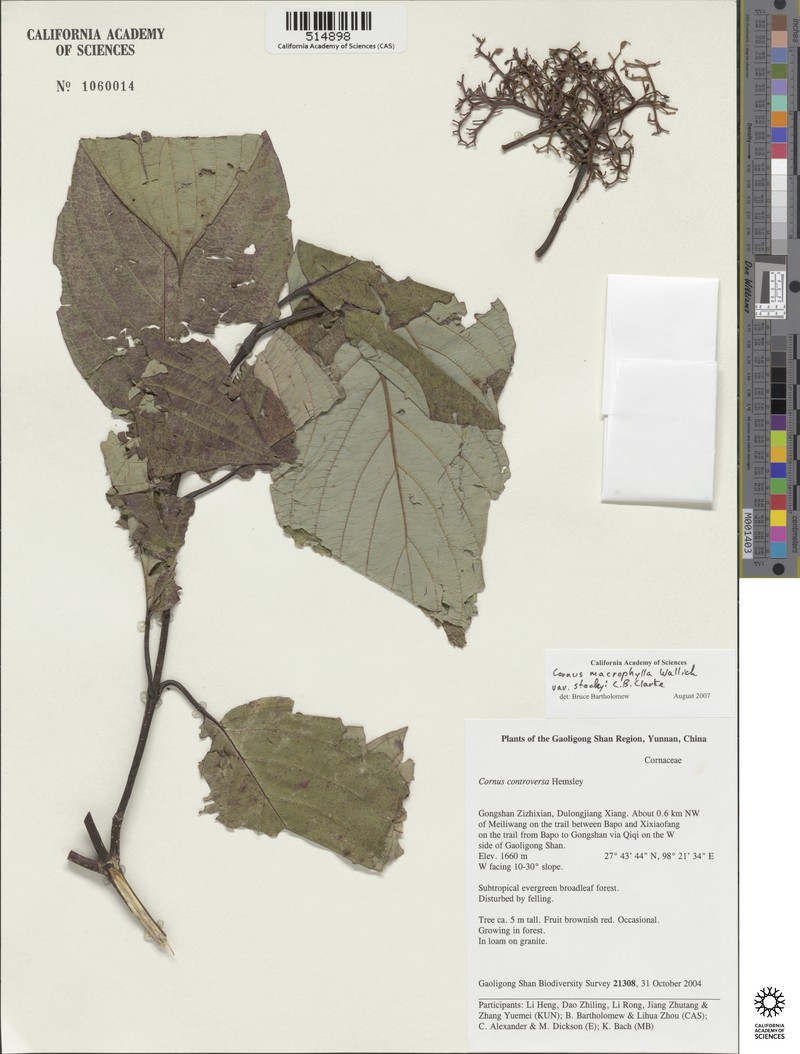Cornus macrophylla var. stracheyi photo 4