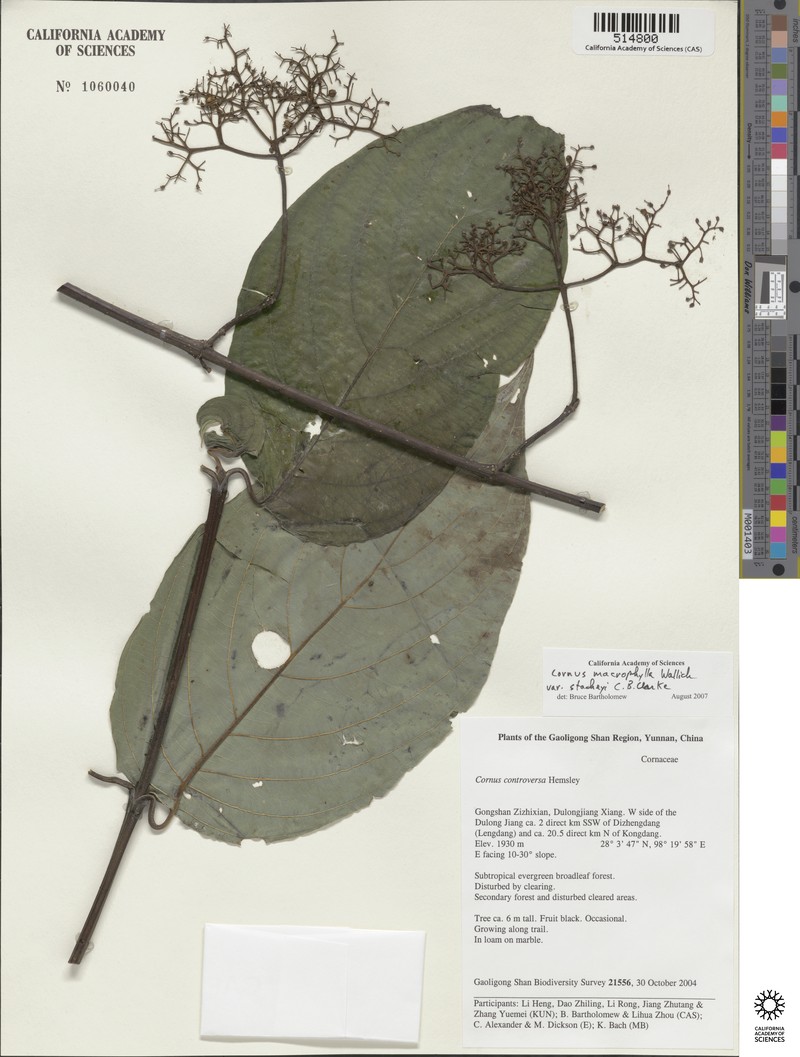 Cornus macrophylla var. stracheyi photo 5