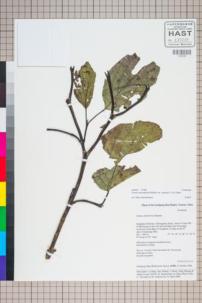Cornus macrophylla var. stracheyi photo 6