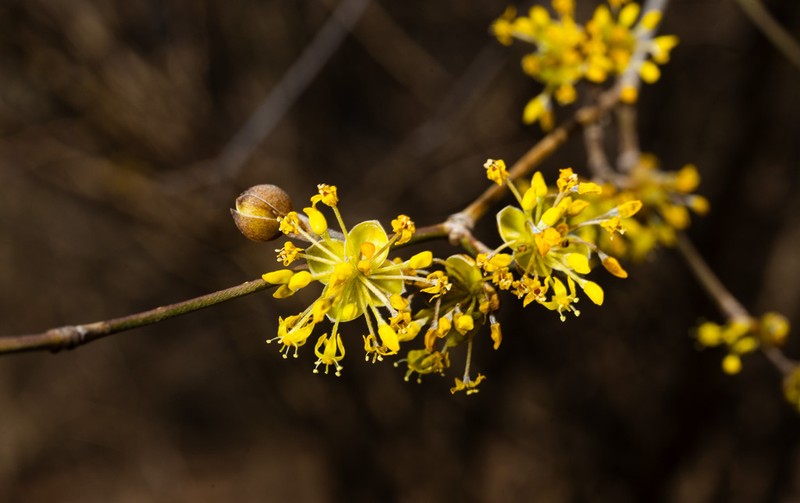 Cornelian Cherry photo 4
