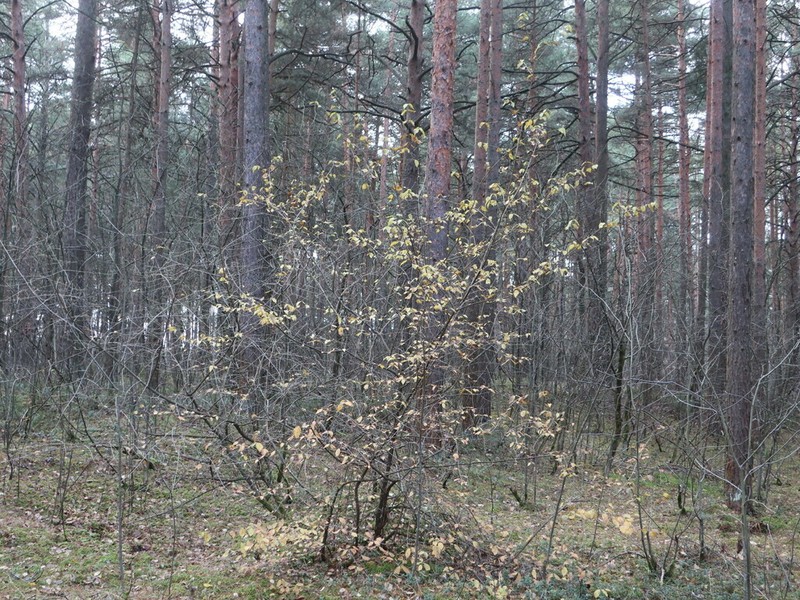 Cornelian Cherry photo 5
