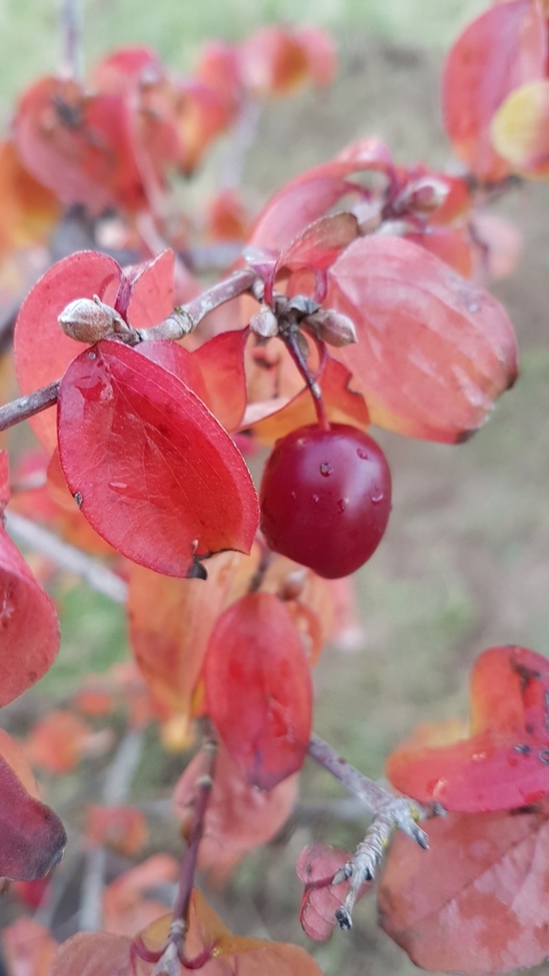 Cornelian Cherry photo 6