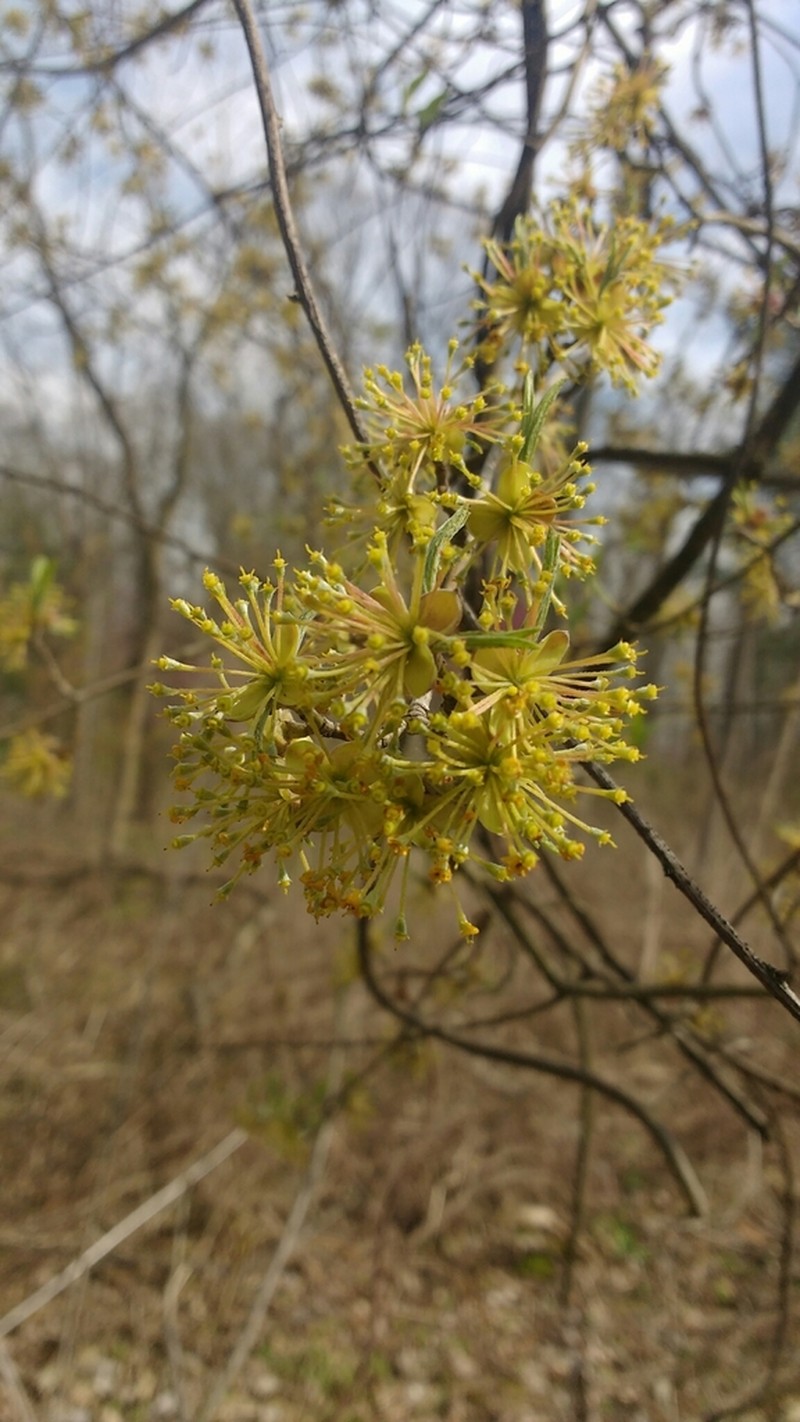 Cornelian Cherry photo 7