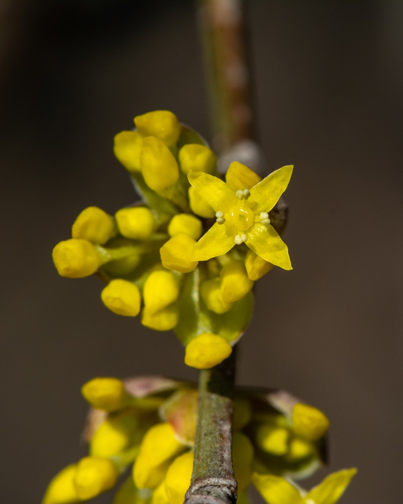 Cornelian Cherry photo 2