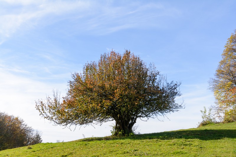 Cornelian Cherry photo 3