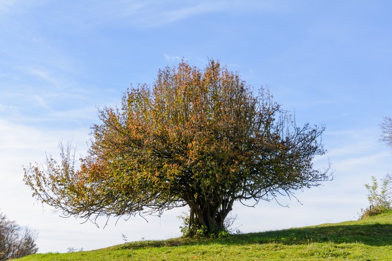 Cornelian Cherry photo 4