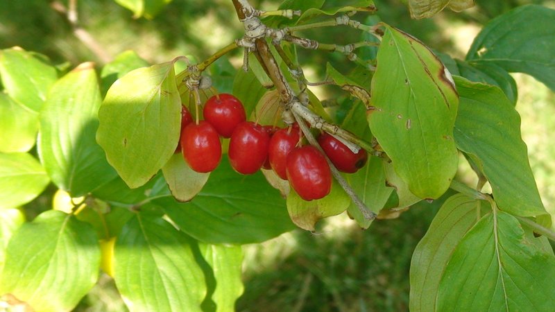 Cornelian Cherry photo 5