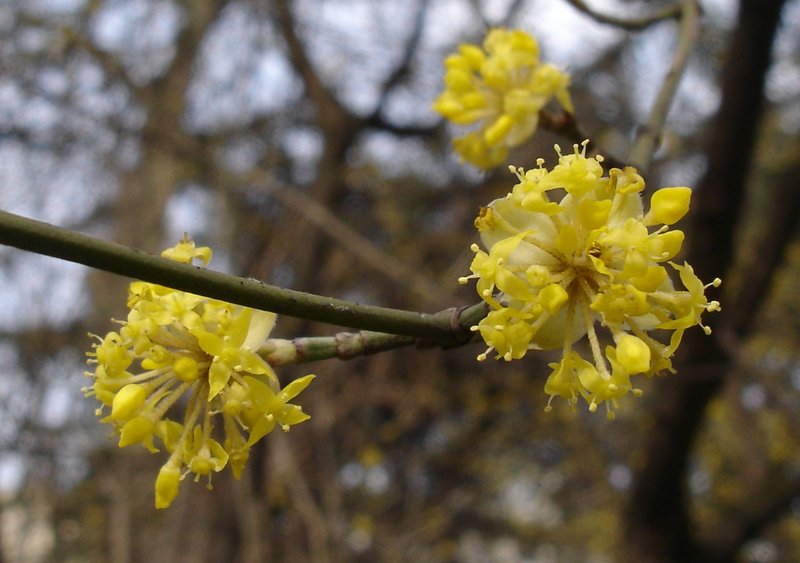 Cornelian Cherry photo 7