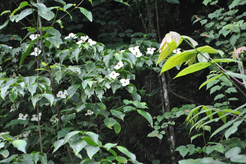 Cornus multinervosa photo 2
