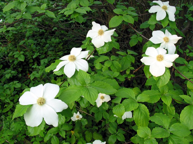 Pacific Dogwood