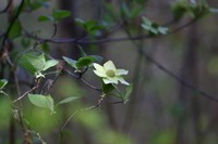 Pacific Dogwood