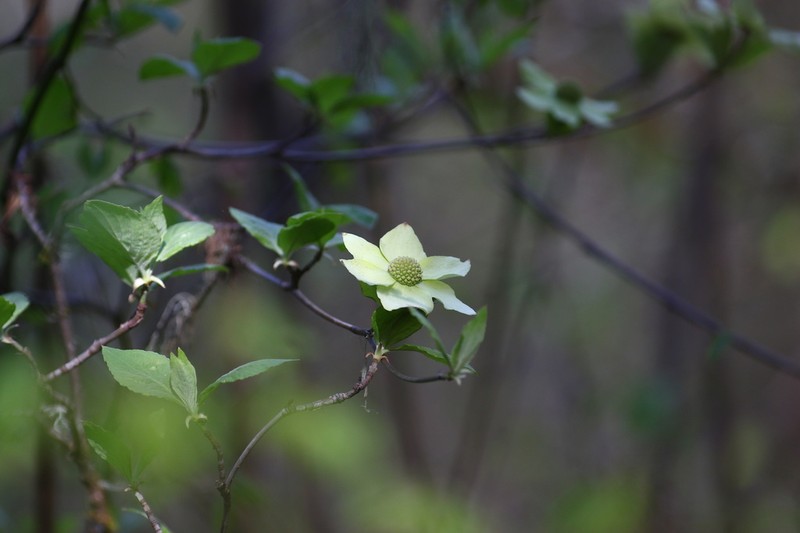 Pacific Dogwood