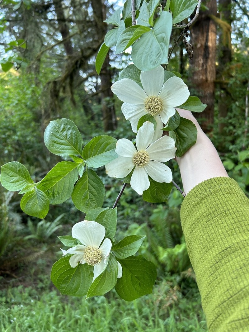 Pacific Dogwood photo 2