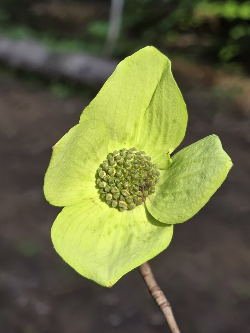 Pacific Dogwood photo 3