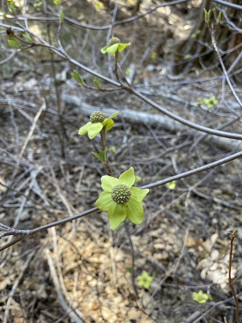 Pacific Dogwood photo 4