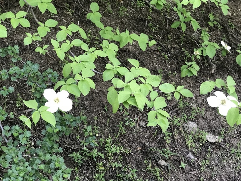 Pacific Dogwood photo 6
