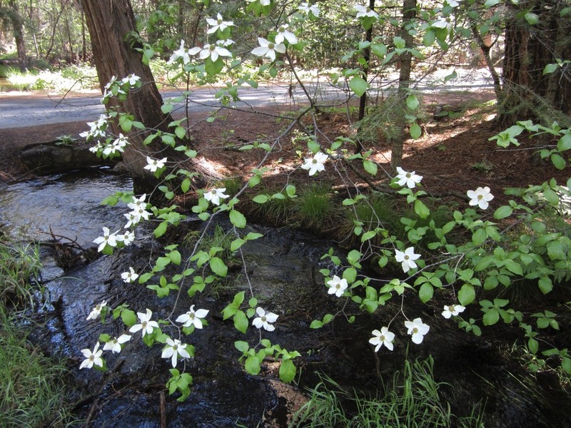 Pacific Dogwood photo 7
