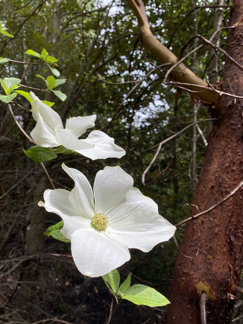 Pacific Dogwood photo 8