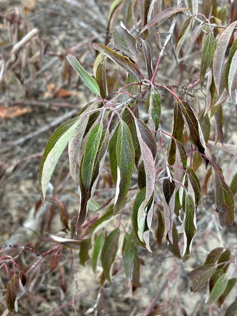 Silky Dogwood photo 3