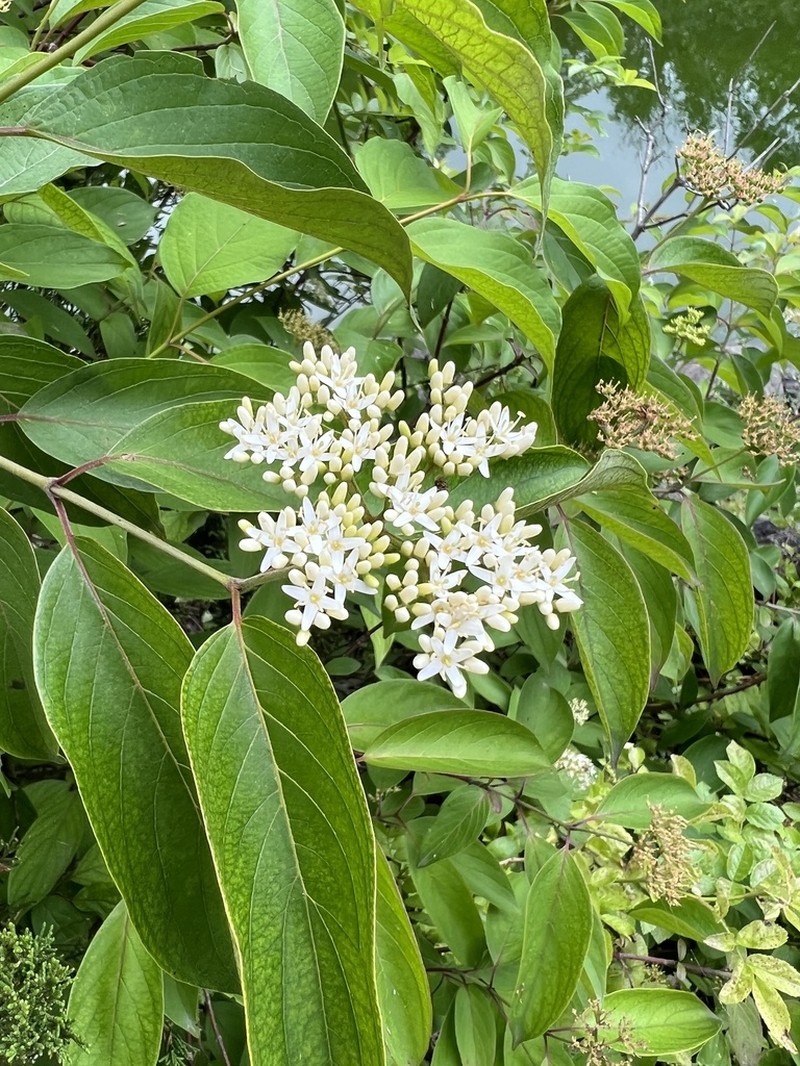 Silky Dogwood photo 4
