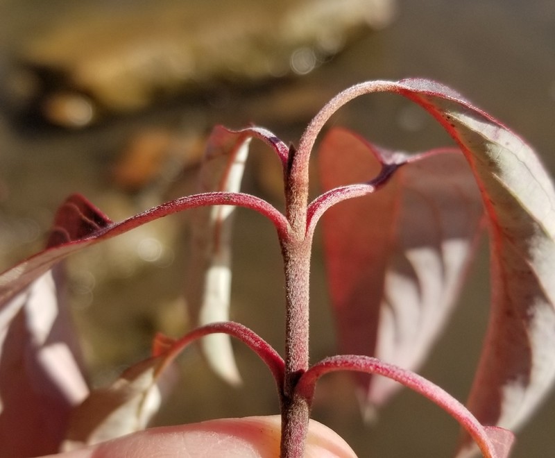 Silky Dogwood photo 5