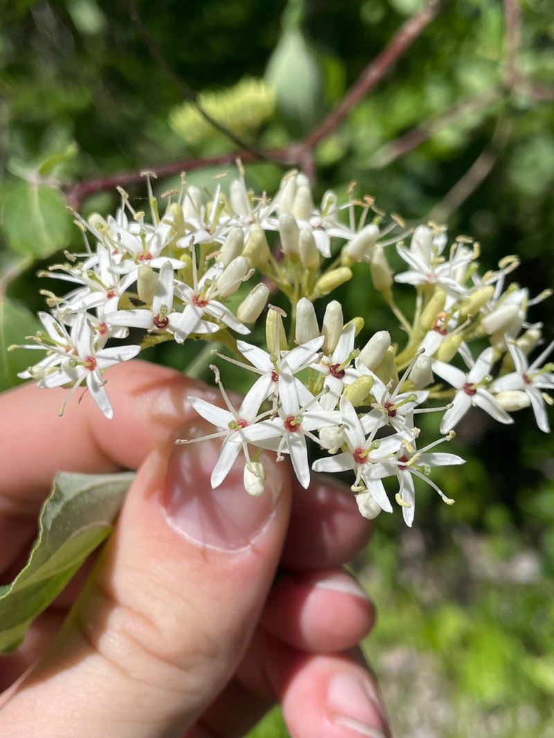 Silky Dogwood photo 8
