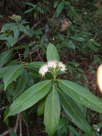 Cornus oblonga