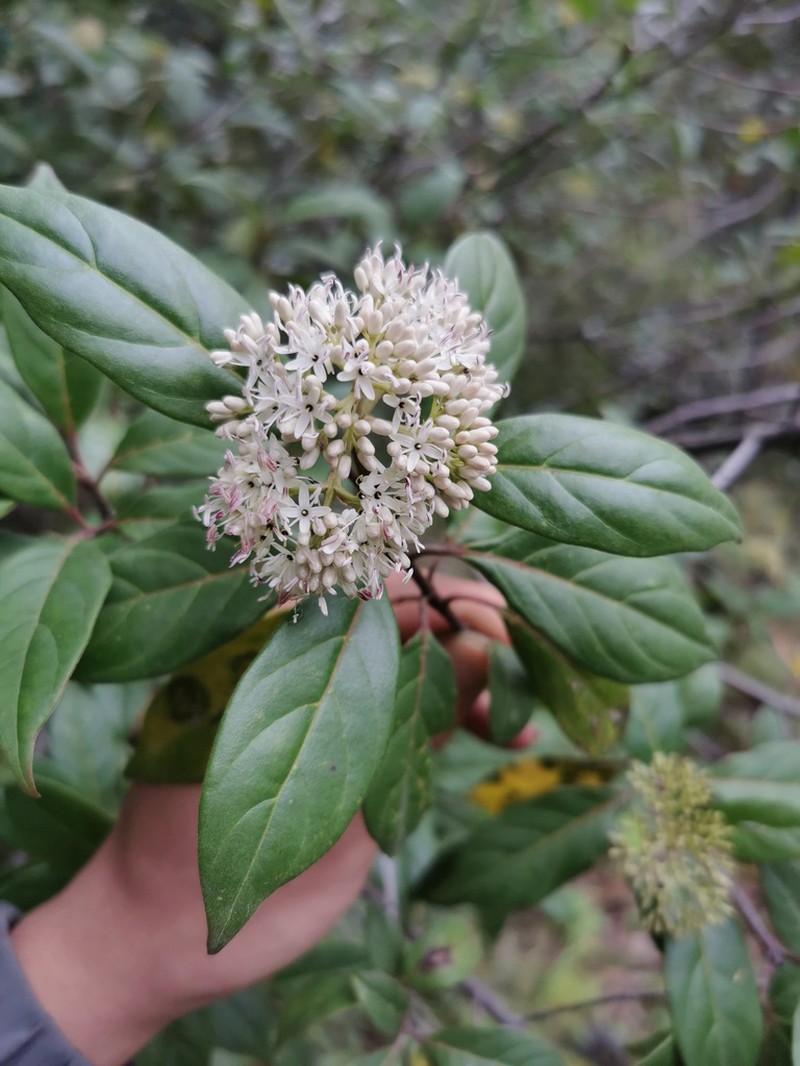 Cornus oblonga photo 2