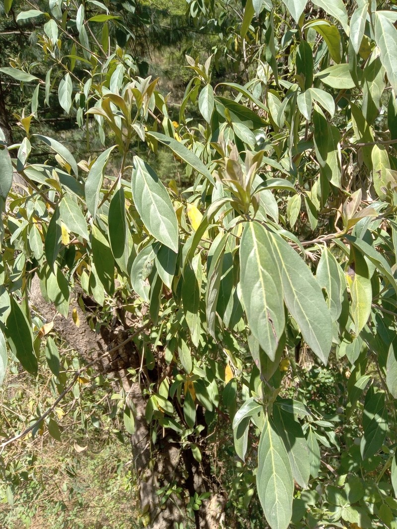 Cornus oblonga photo 5
