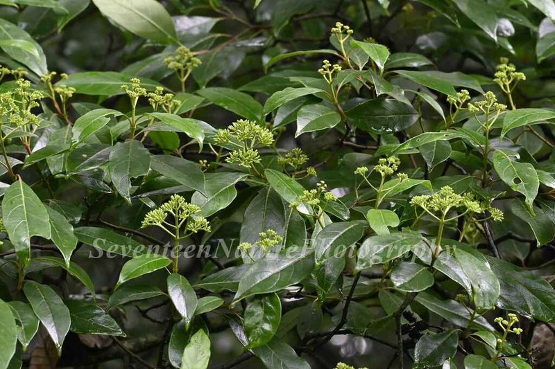 Cornus oblonga photo 6