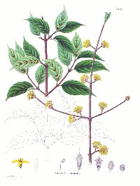 Asiatic Dogwood