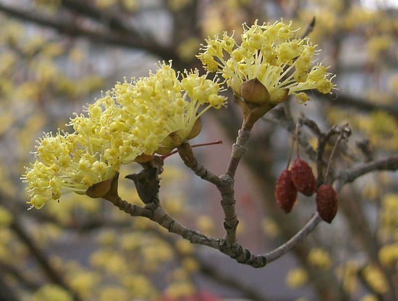 Asiatic Dogwood photo 2