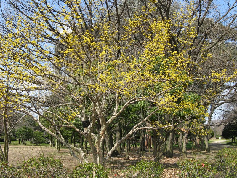 Asiatic Dogwood photo 3