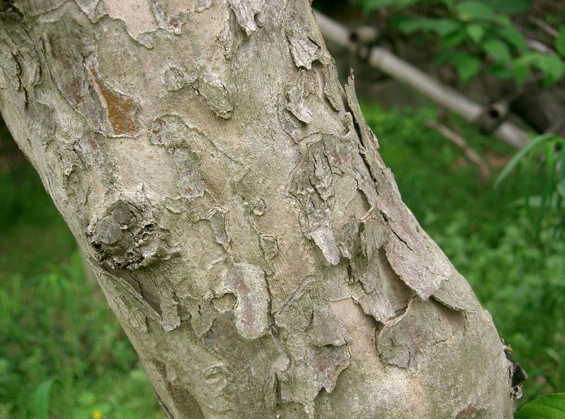 Asiatic Dogwood photo 4