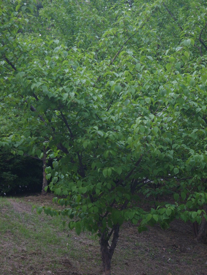 Asiatic Dogwood photo 5