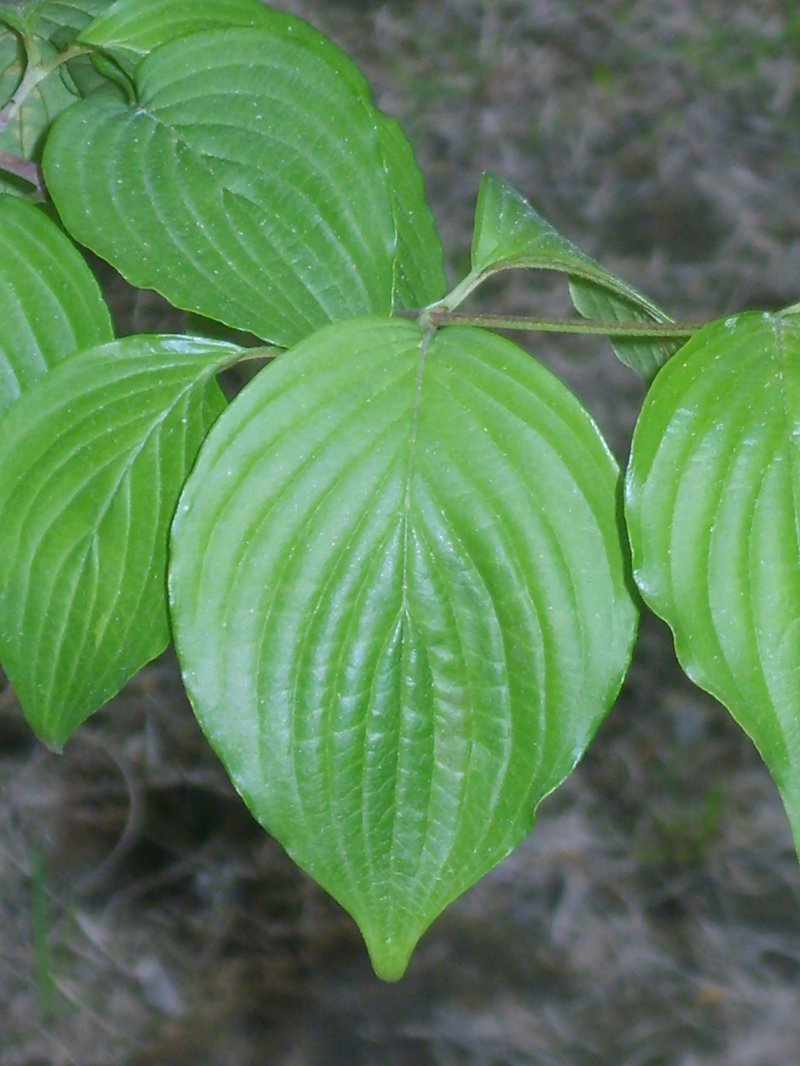 Asiatic Dogwood photo 6