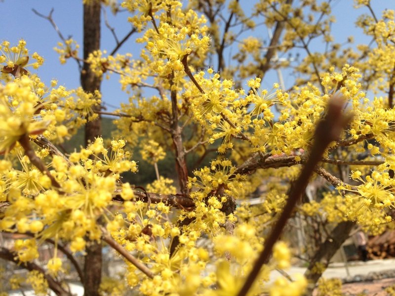 Asiatic Dogwood photo 7