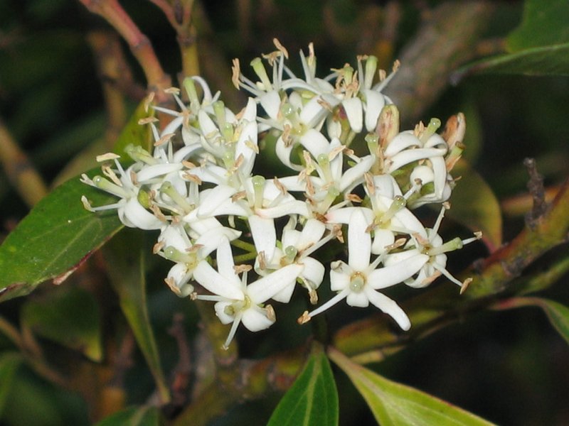 Cornus paucinervis