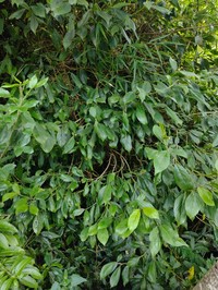 Cornus peruviana