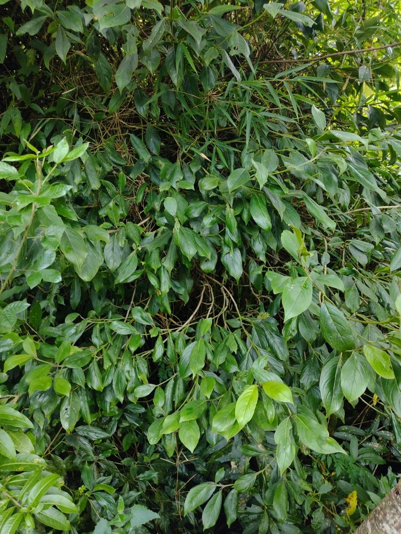 Cornus peruviana