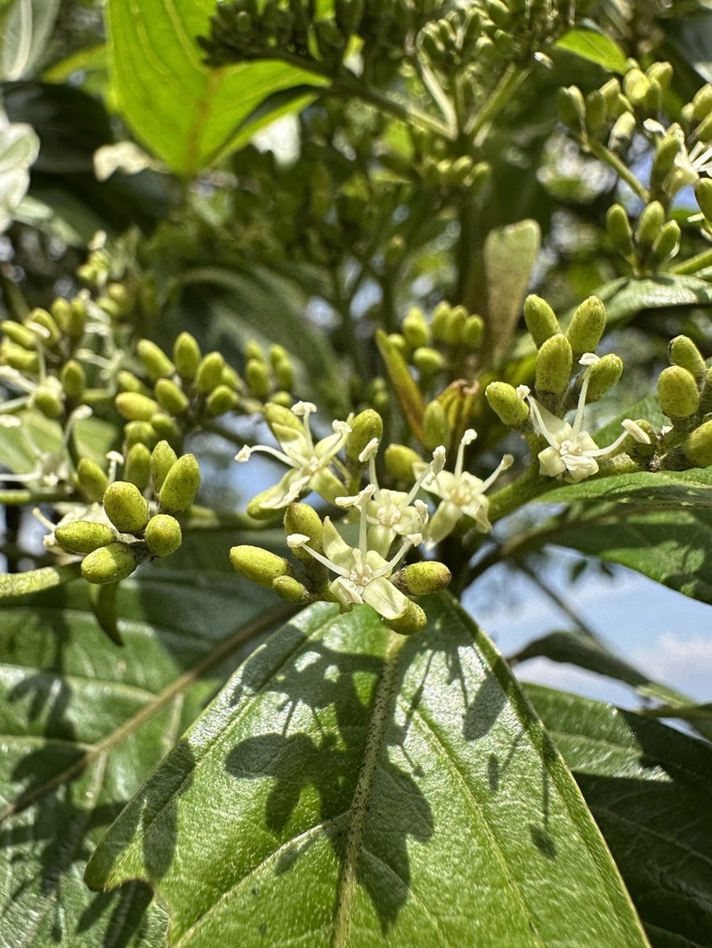 Cornus peruviana photo 2