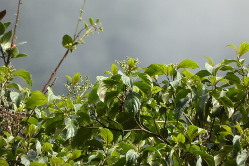 Cornus peruviana photo 4