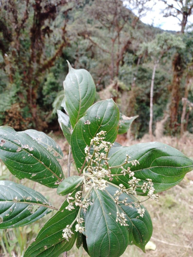 Cornus peruviana photo 5