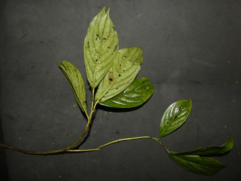 Cornus peruviana photo 7