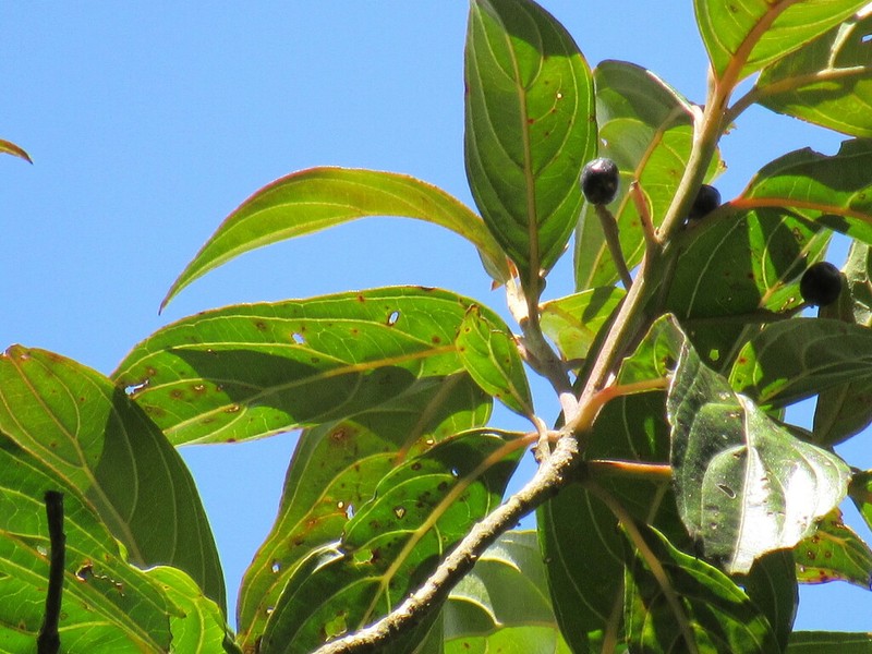 Cornus peruviana photo 8